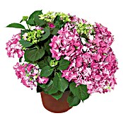 Piardino Hortensie