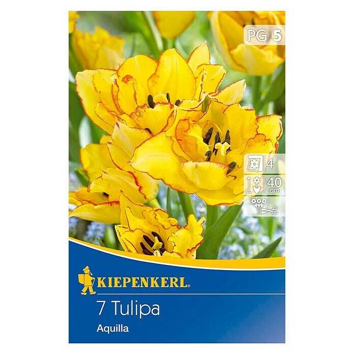 Kiepenkerl Bulbes de fleurs printanières Tulipe 'Aquilla'