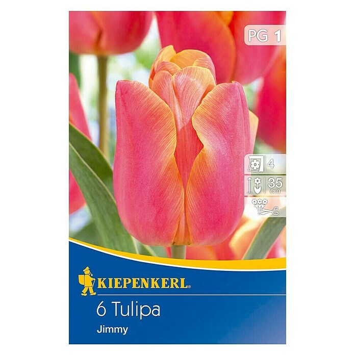 Kiepenkerl Bulbes de fleurs printanières Tulipe 'Jimmy'