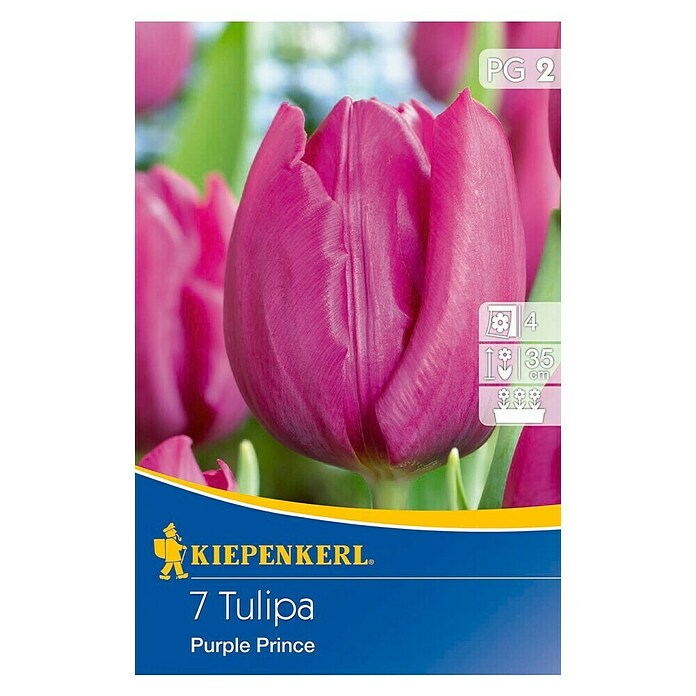 KIEPENKERL Tulpe 'Purple Prince'