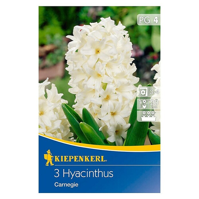 Kiepenkerl Blumenzwiebel Hyazinthe 'Carnegie'