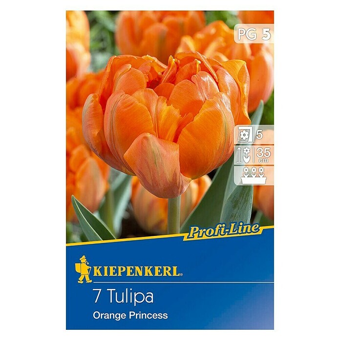 KIEPENKERL Tulpe 'Orange Princess'