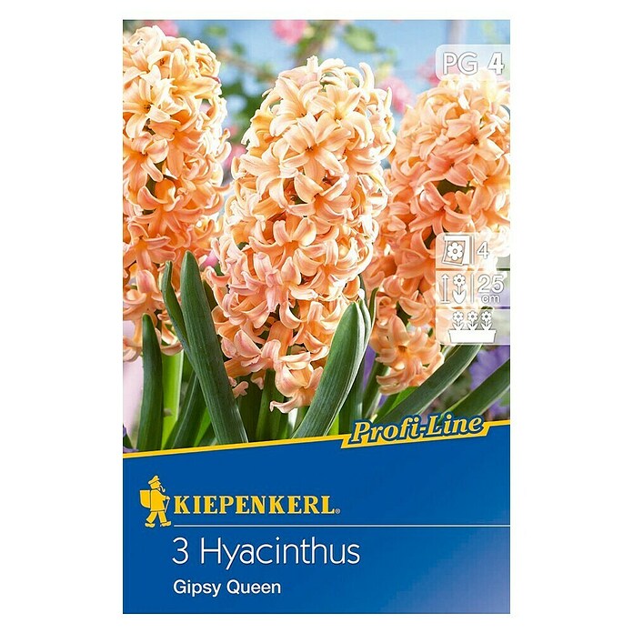 Kiepenkerl Bulbes de fleurs printanières Jacinthe 'Gipsy Queen'