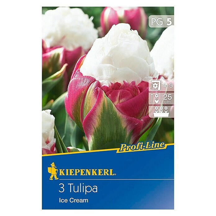 KIEPENKERL Tulipe 'Ice Cream'