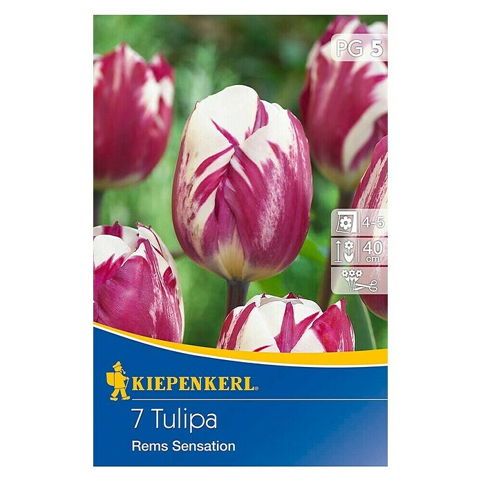 KIEPENKERL Tulpe 'Rems Sensation'