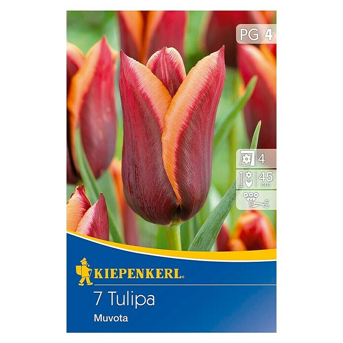 KIEPENKERL Tulipe 'Muvota'