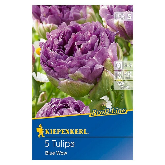 KIEPENKERL Tulpe 'Blue Wow'