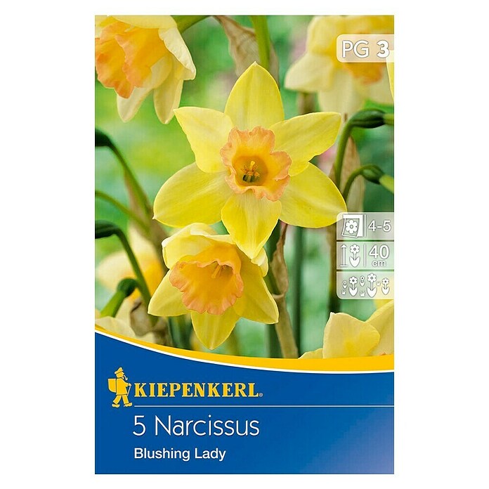 Kiepenkerl Blumenzwiebel Narzisse 'Blushing Lady'