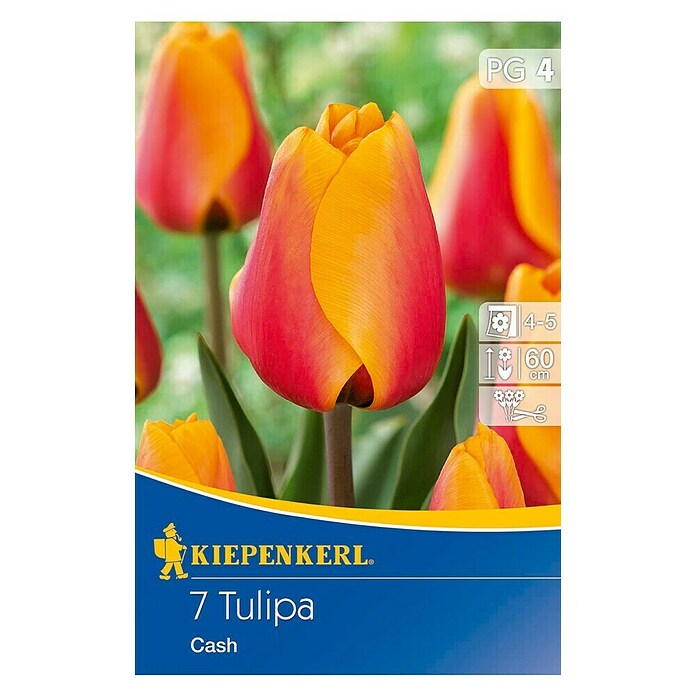 Kiepenkerl Bulbi di fiori primaverili tulipano 