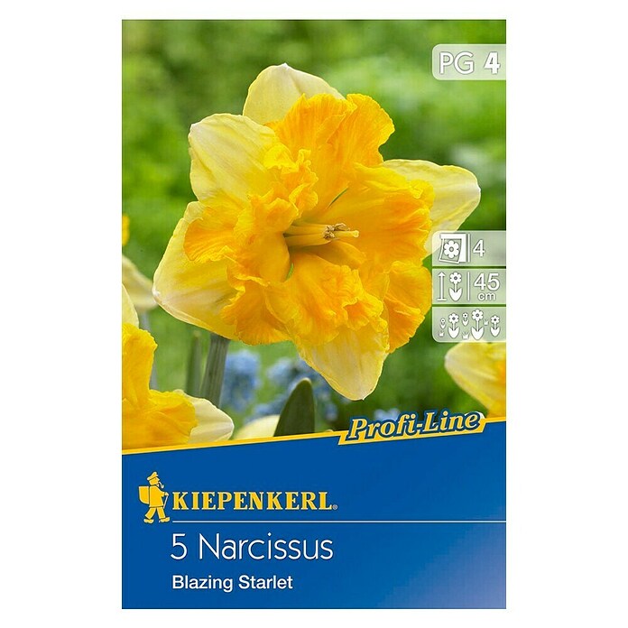 Kiepenkerl Bulbes de fleurs printanières Narcisse 'Blazing Starlet'
