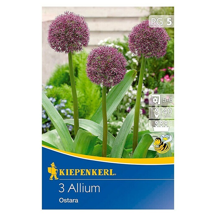 KIEPENKERL Aglio ornamentale Allium ostara