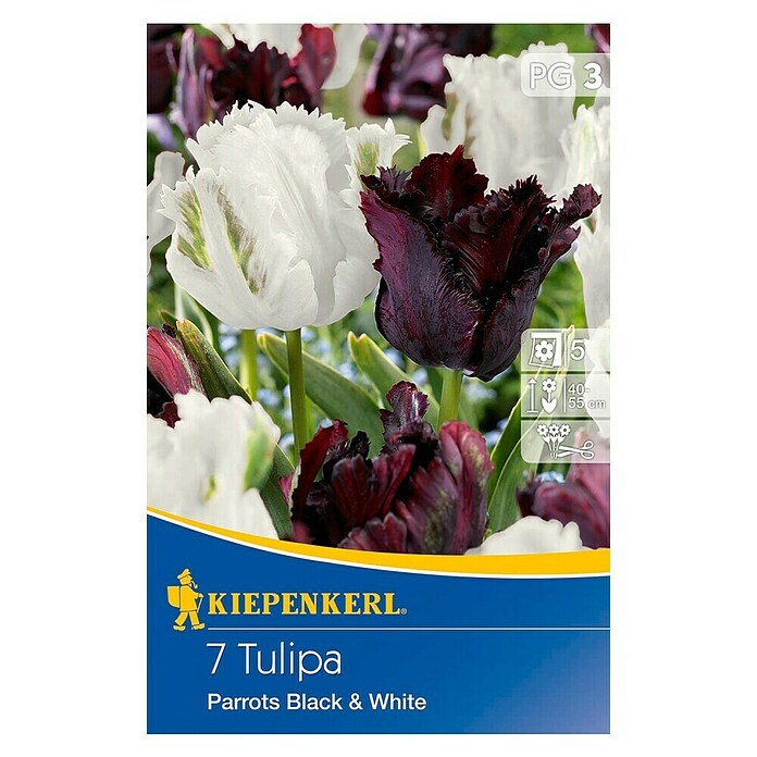 KIEPENKERL Tulipani 'Parrots Black and White'