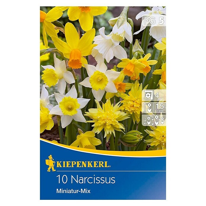 Kiepenkerl Bulbes de fleurs printanières Narcisses Miniatur mélange 