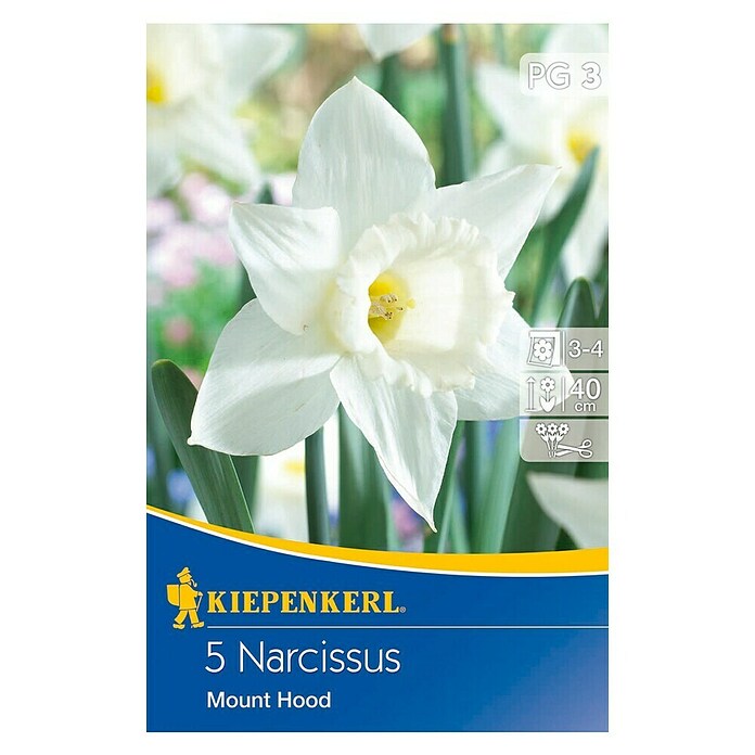 Kiepenkerl Bulbi Narciso Mount Hood