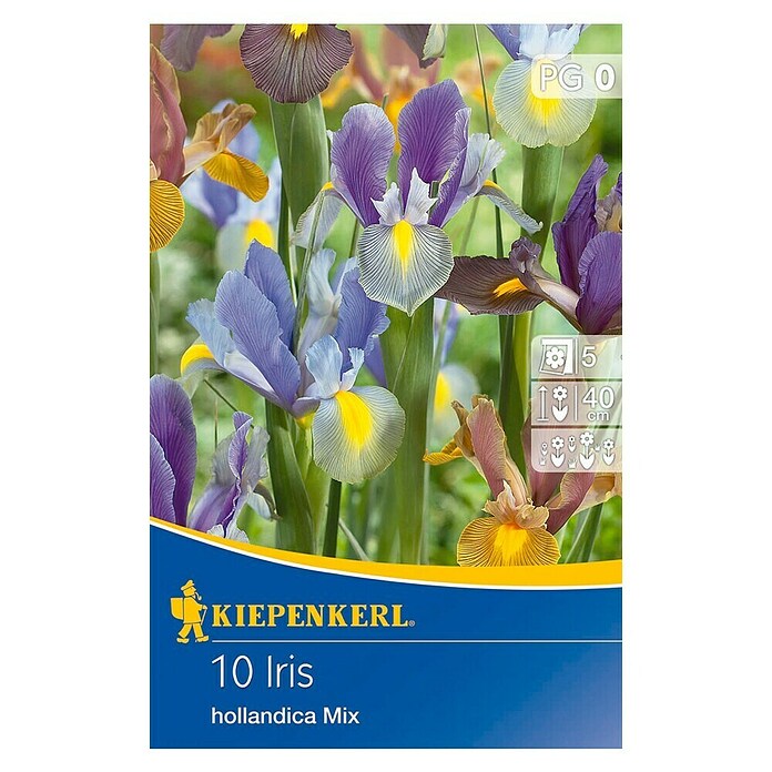 KIEPENKERL Iris hollandica Mix
