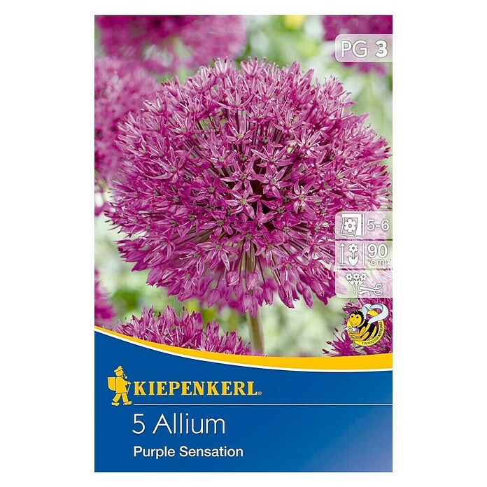 KIEPENKERL Aglio ornamentale Allium 'Purple Sensation'