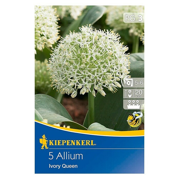 KIEPENKERL Zierlauch Allium 'Ivory Queen'