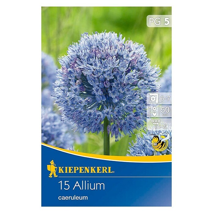 KIEPENKERL Ail ornemental Allium caeruleum