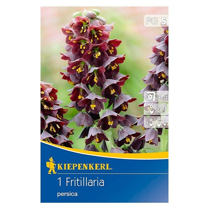 KIEPENKERL Fritillaire de Perse Fritillaria Persica