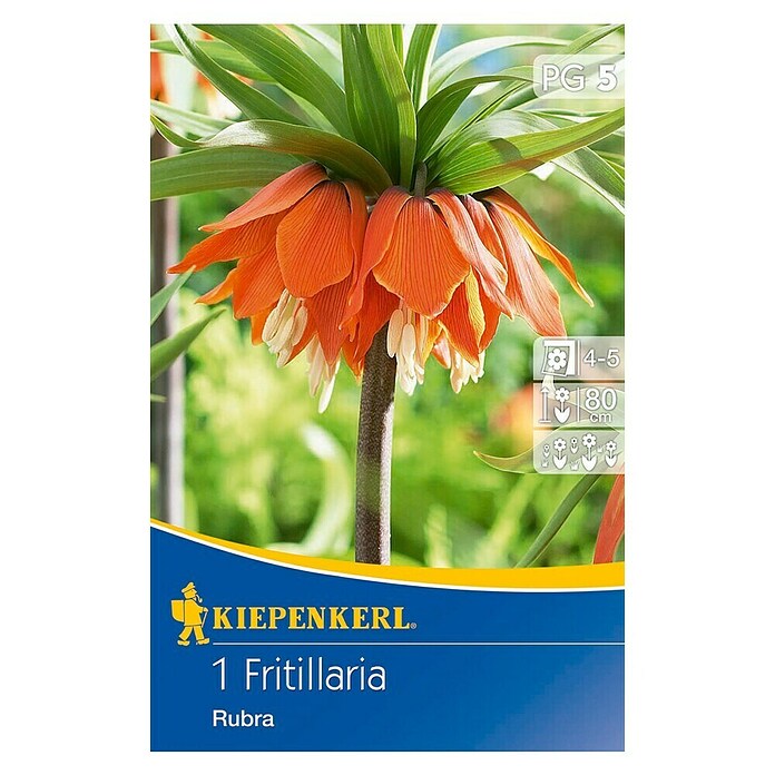 KIEPENKERL Kaiserkrone Fritillaria Rubra