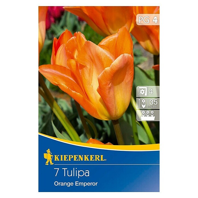 Kiepenkerl Bulbes de fleurs printanières Tulipe 'Orange Emperor'