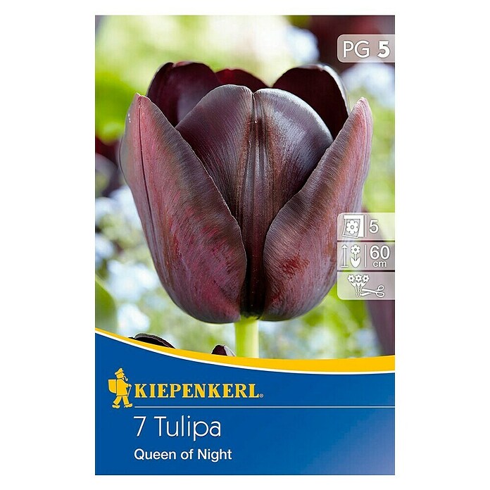 KIEPENKERL Tulpen 'Queen of Night'