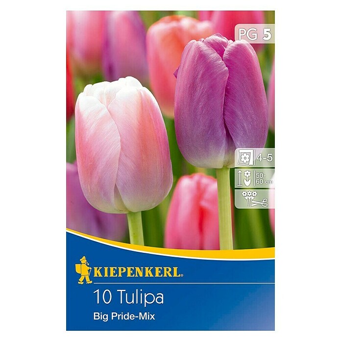 KIEPENKERL Tulipe 'Big Pride' en mélange