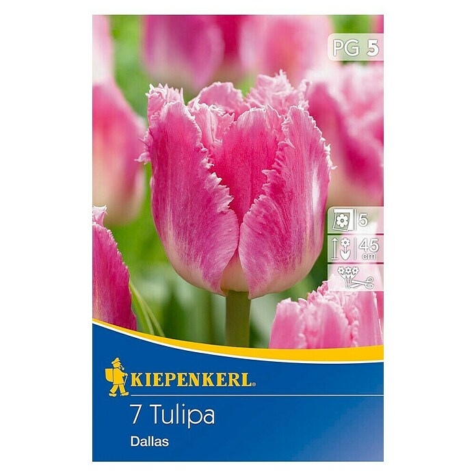 Kiepenkerl Bulbes de fleurs printanières Tulipe 'Dallas'
