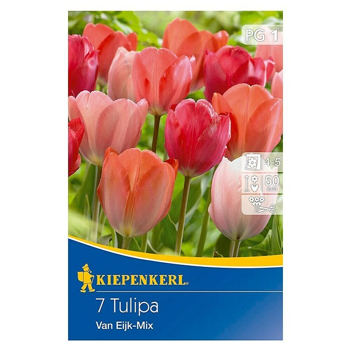 KIEPENKERL Tulipe 'Van Eijk' Mélange