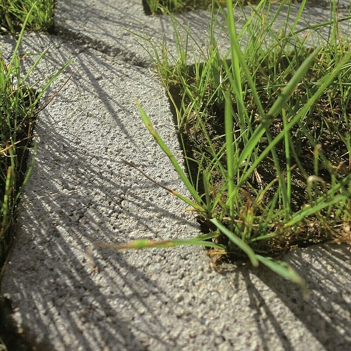 Zobec Tlakovci za trato  (Do x Š x V: 60 x 40 x 10 cm, Siva) | 5692 - Rasengitter-/Pflastersteine | FAEA - Gartenbaustoffe | FAE - Gartenbaustoffe | FA - Baustoffe | F - Baustoffe | BAUHAUS