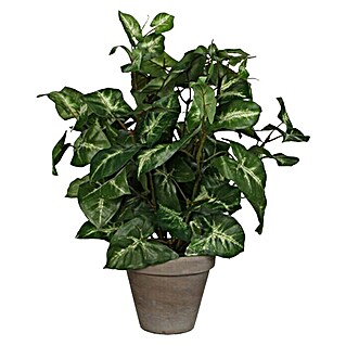 Planta artificial Fittonia (Altura: 35 cm, Verde, Plástico)