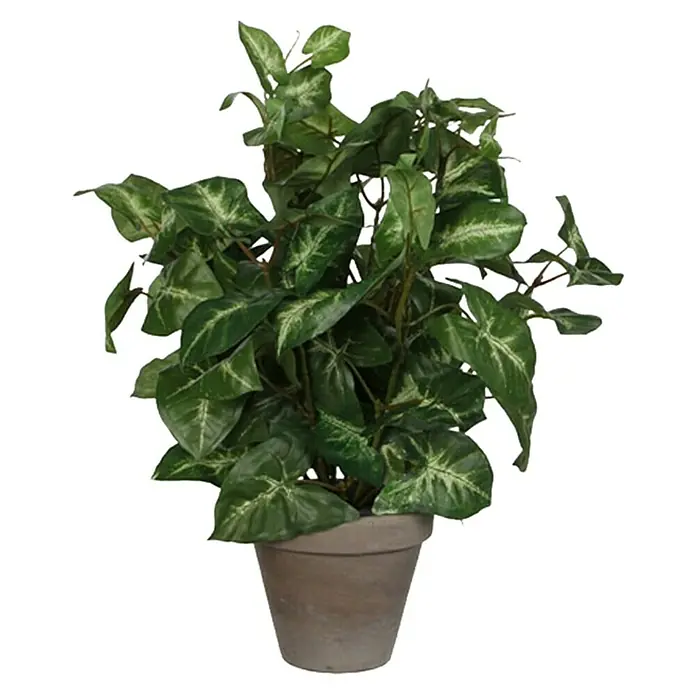 Planta artificial Fittonia - Altura: 35 cm, Verde, Plástico - Planta de interior en maceta gris. La planta tiene hojas verdes con marcas blancas, añadiendo un aspecto fresco a cualquier habitación.