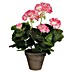 Umjetni cvijet Pelargonija 
