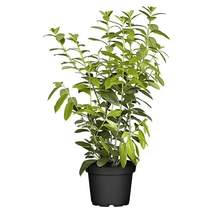 Piardino Kirschlorbeer Novita - Prunus laurocerasus 'Novita', Aktuelle Wuchshöhe: 100 cm - 125 cm, Topfvolumen: 7 l - Vorderansicht