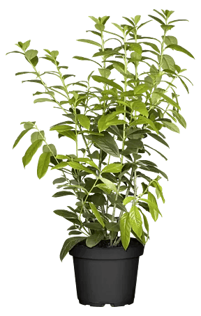 huge monstera plant 3-5 FT Monstera Deliciosa main image 1
