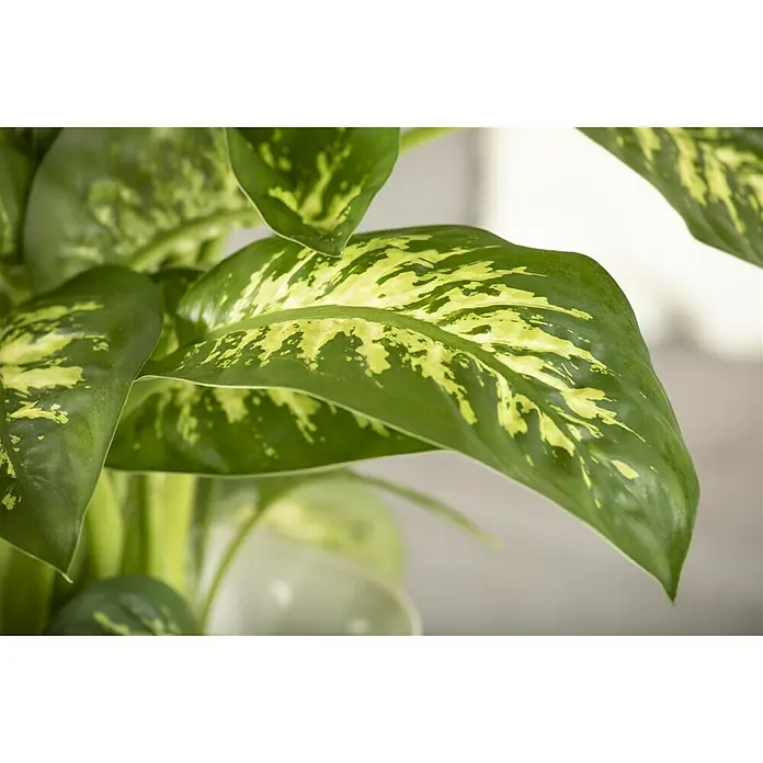 Piardino Dieffenbachie - Dieffenbachia maculata, Topfgröße: 24 cm, Gelb/Grün - Nahaufnahme einer Dieffenbachie-Pflanze mit großen, grün-gelb gefleckten Blättern. Zimmerpflanze für eine frische und natürliche Atmosphäre.