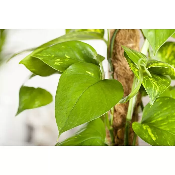 Piardino Efeutute - Epipremnum aureum, Topfgröße: 24 cm - Stimmungsaufnahme