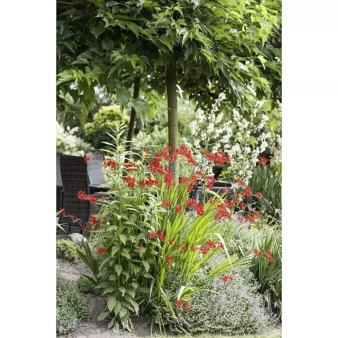 Piardino Montbretie - Crocosmia Hybride, Topfgröße: 19 cm, Orange, Gelb - Stimmungsaufnahme
