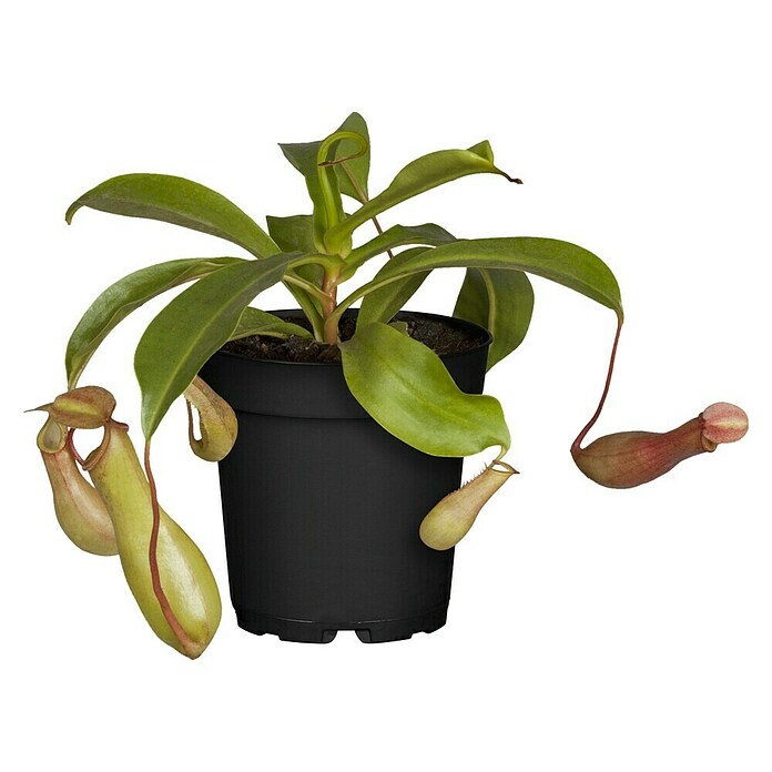 Piardino Kannenpflanze (Topfgröße: 9 cm)
