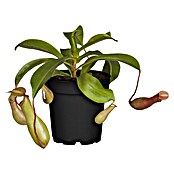 Piardino Kannenpflanze (Topfgröße: 9 cm)