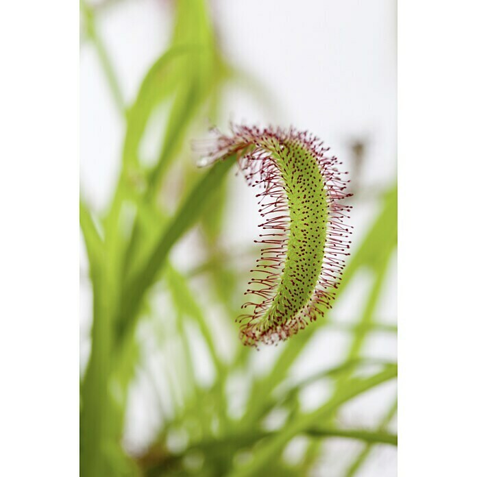 Piardino Sonnentau (Topfgröße: 9 cm)