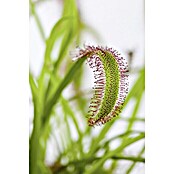 Piardino Sonnentau (Topfgröße: 9 cm)