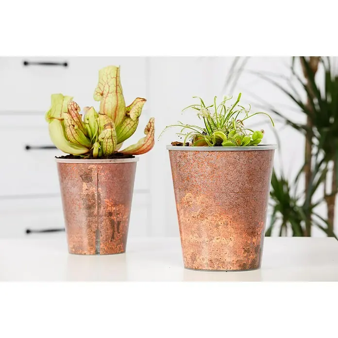 Piardino SonnentauDrosera binata, Topfgröße: 9 cm - Zwei fleischfressende Pflanzen in dekorativen kupferfarbenen Töpfen, ideal für Liebhaber ungewöhnlicher Zimmerpflanzen.