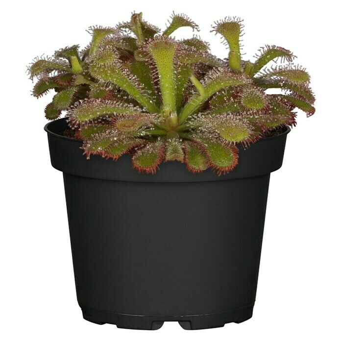 Piardino Sonnentau (Topfgröße: 9 cm)