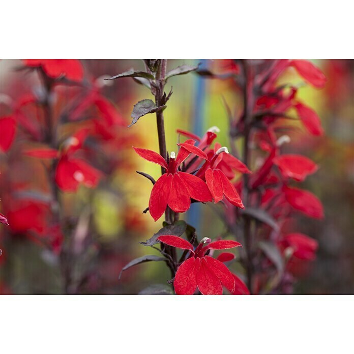 Piardino Lobelie (Lobelia speciosa, Topfgröße: 13 cm) | BAUHAUS