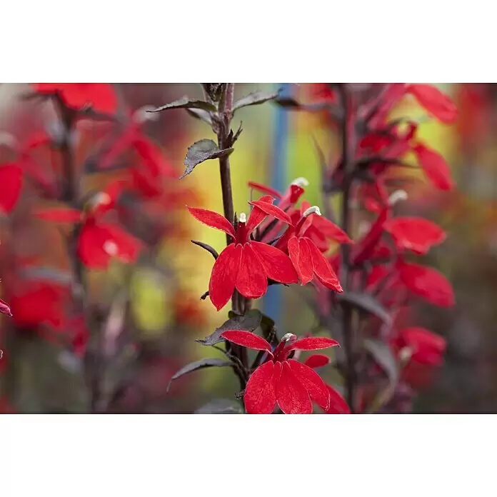 Piardino Lobelie - Lobelia speciosa, Topfgröße: 13 cm - Stimmungsaufnahme