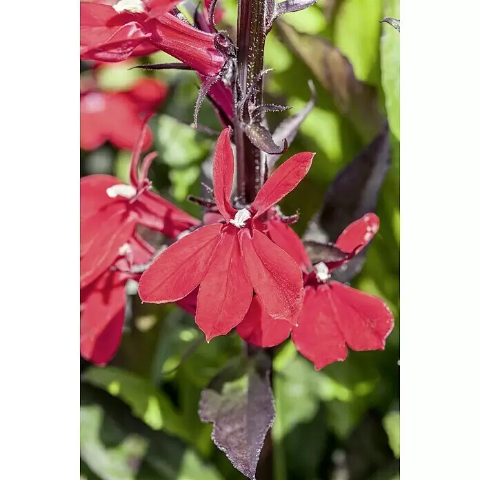 Piardino Lobelie - Lobelia speciosa, Topfgröße: 13 cm - Stimmungsaufnahme