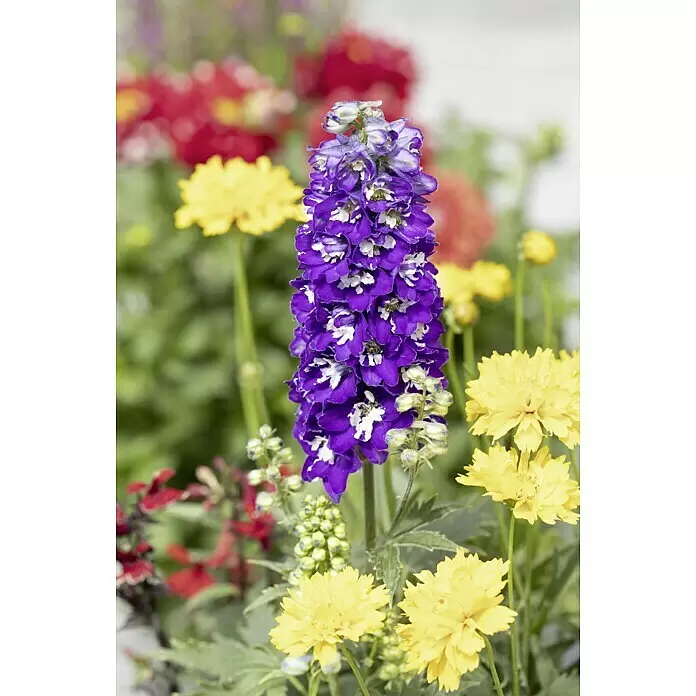Piardino Rittersporn - Delphinium Hybride, Blau/Lila - Stimmungsaufnahme