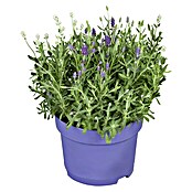 Lavendel (Topfgröße: 14 cm, Blau/Lila)