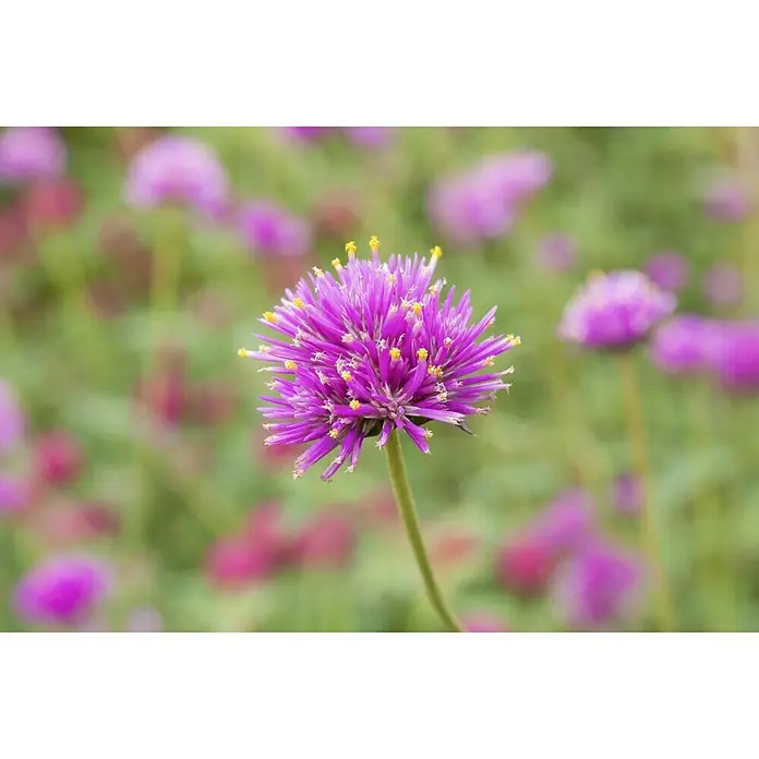 Piardino KugelamarantGomphrena globosa, Violett - Nahaufnahme einer purpurfarbenen Gomphrena Globosa Blume mit gelben Akzenten, umgeben von einem verschwommenen grünen Hintergrund.